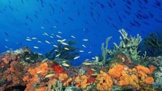 Coral Reefs Gone By End Of Century