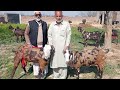 Zaman fauji sahab goat farm kharian city gujrat gujrati