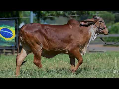 Lote 36 - RBBG1510