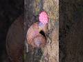 Scientific Close-Up: Tropical Snail Reproduction