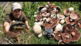 видео: ЗА ПЕЧУРКИ И ВОДНИ КОСТЕНУРКИ FOR MUSHROOMS AND POND TURTLES гъби #herping #mushroomhunting #herps картинка: ЗА ПЕЧУРКИ И ВОДНИ КОСТЕНУРКИ FOR MUSHROOMS AND POND TURTLES гъби #herping #mushroomhunting #herps