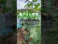 【きゅうり】宙吊り(蔓下ろし)栽培における小蔓はどうする? #きゅうり栽培