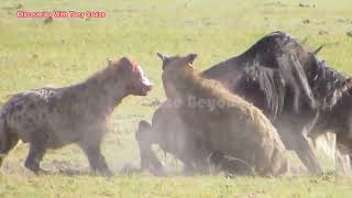 Brutal Hyenas eat wildebeest alive!