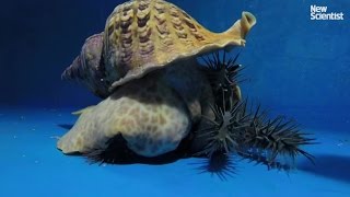 Giant triton vs crown of thorns starfish