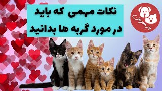 رفتار درست و مواجهه صحیح با گربه ها را بیاموزیم