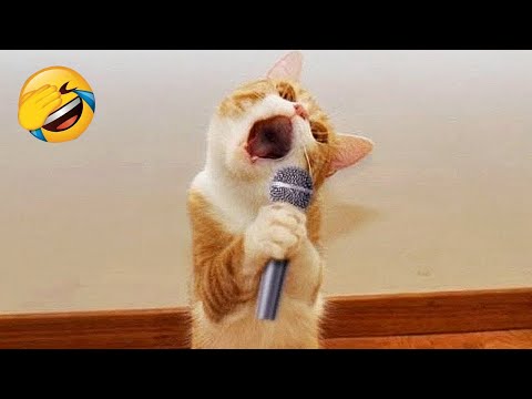 Funniest Animals 2023 😂 Best Funny Cats and Dogs 😺🐶 Part 20 | Pets Corner