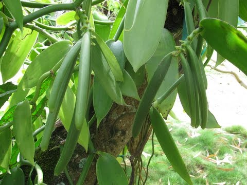 Vidéo: Cultiver La Vanille Aromatique