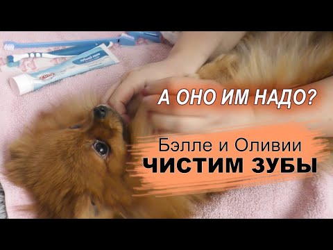 Как и чем чистить зубы собаки, зачем чистка зубов собаке, уход за померанским шпицем
