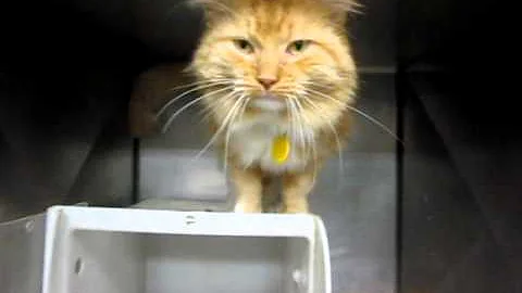 Watch the video about Chester, Maine Coon Orange Tabby & White Big Tom Cat -- older guy loves everyone!