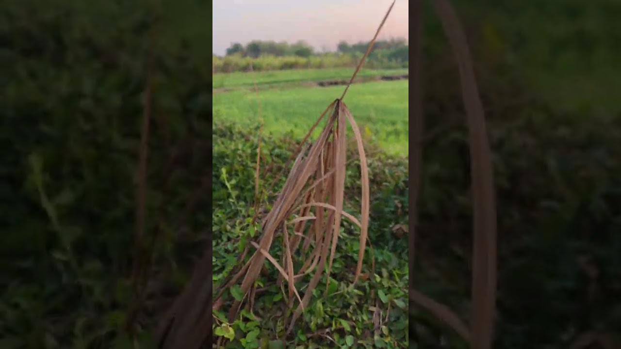 เช้านี้ซ้ำหมายป่าอ้อยมาลุ้นจะมีแต่มีตัวไหมครับ 13/2/69