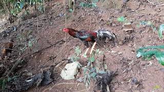 Dicas De Como Escolher Um Galo Bom Reprodutor Para Tirar Raça