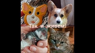 Спасаем кота,готовлю дорадо, ИНТИМ ( как оказалось),меряемся силой,получаем посылки. Спасаем кота,готовлю дорадо, ИНТИМ ( как оказалось),меряемся силой,получаем посылки.