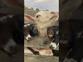 My Goats Love This Parasite Preventative!!