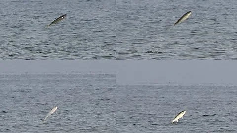Рыбы выпрыгивают из моря: Приморский край, 23 июня 2019 г.