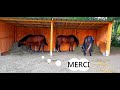 Abri Pour Chevaux En Kit