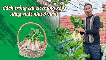 Trồng củ cải thùng xốp năng suất như ở vườn