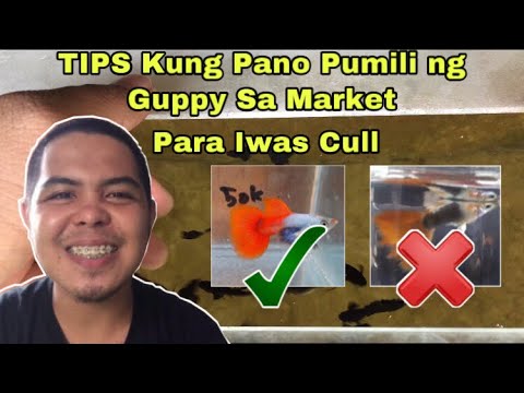 Video: Paano Pumili Ng Dry Food Para Sa Aquarium Fish