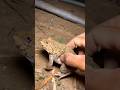 Catch big frogs funny | Try don't laugh | wepwep catching frogs make you laugh #shortsviral