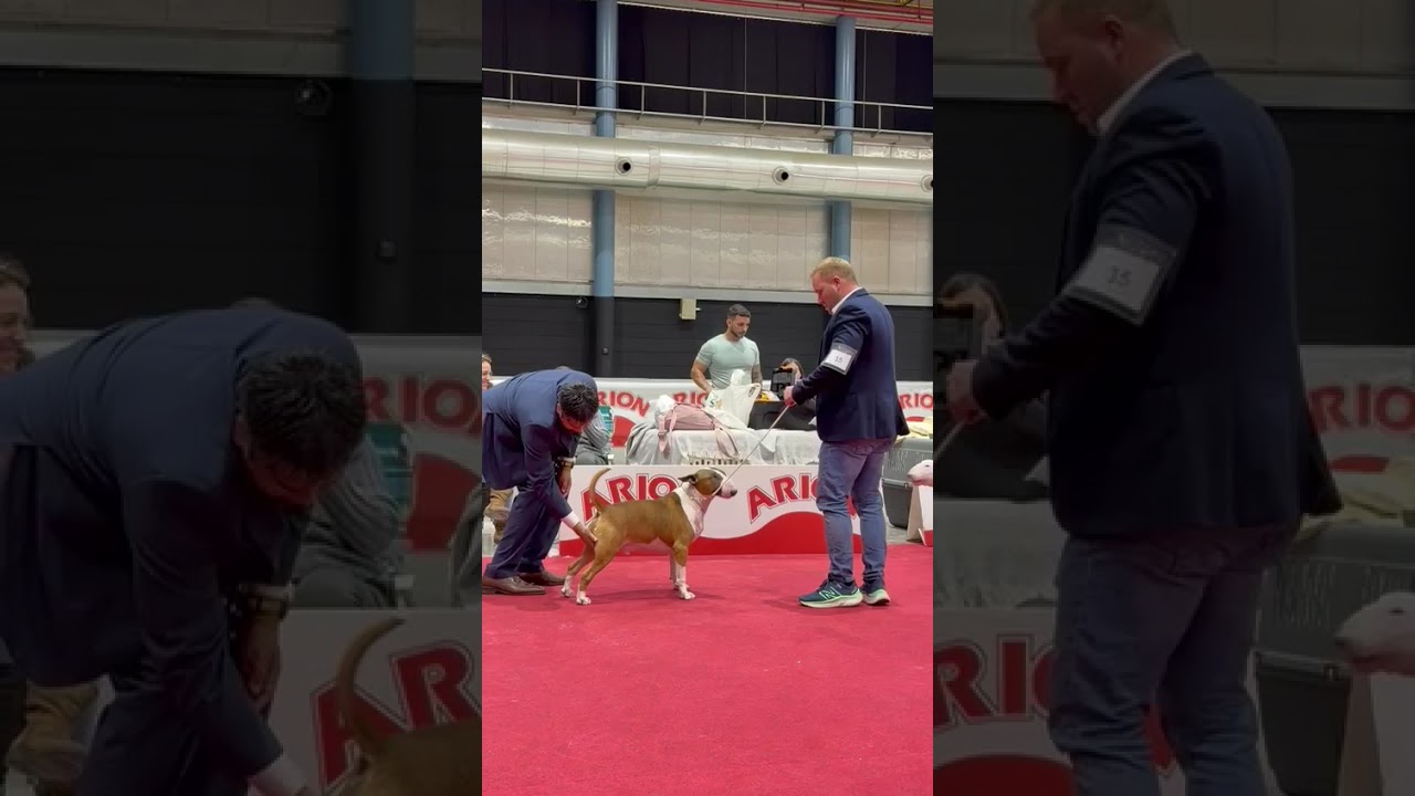 EMRED DEVILS PSYCARIO 1 YEAR OLD (BULL TERRIER STANDARD)