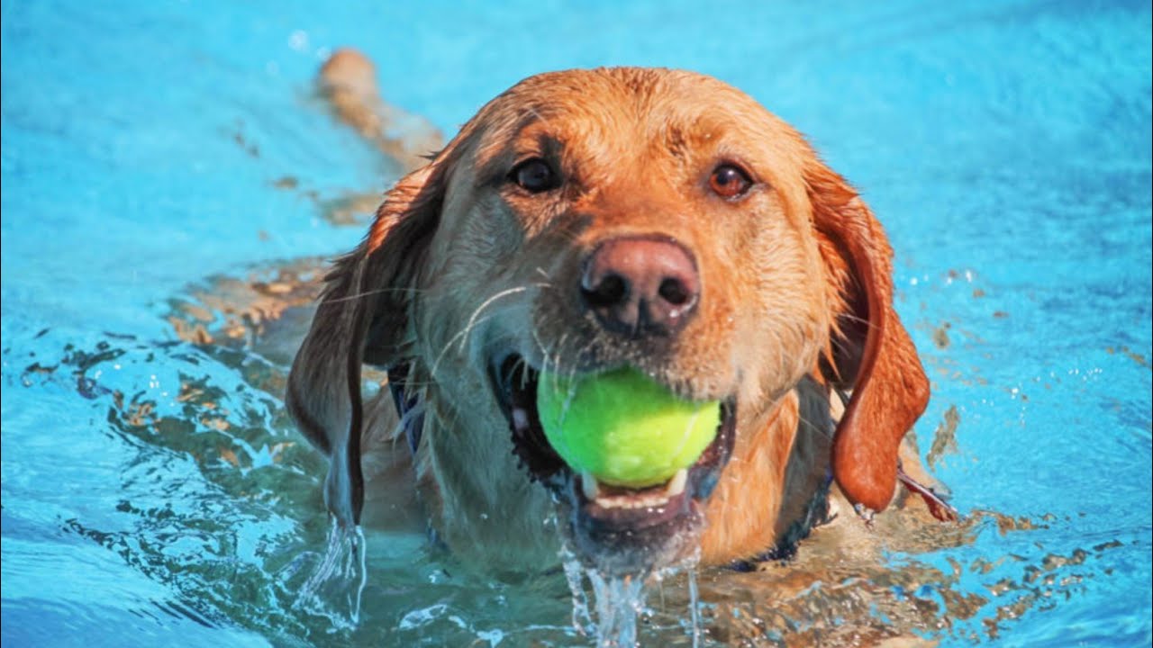 Dog Swimming In The Pool || Funny Swimming is Dog Video || Aman Pets ...