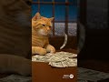 Caught on Camera: Cat Reacts to Falling Coins 😂🐾
