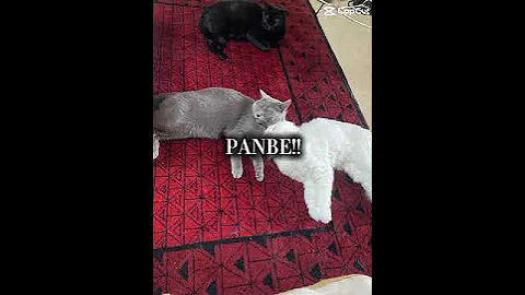 Watch the video about #cat #studywithmeandmycat #kitten #cute #pets #cutecat #funny #love #animals #kitty