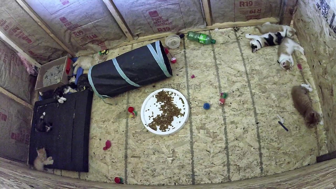 Narroway Homestead Live Stream