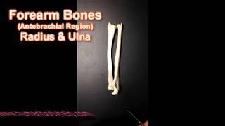 Anatomy of the Radius and Ulna
