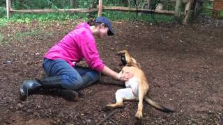 FOHA Buddies 9/10/15 Group #2 Leonidas, Cleopatra, Dunkin, Tucker