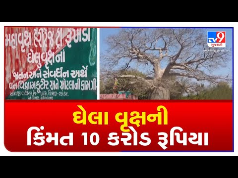 950-year-old African Baobab tree at Padra's Ganpatpura is worth Rs. 10 crores | TV9News