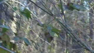 Falls County Hunt 12-27-09