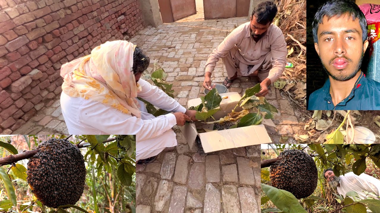 How To Catch Honey Bee 🐝 | Zohaib Pendu