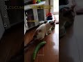 RANKING RIDICULOUS Animal Moments Ever 🤣😂🐾