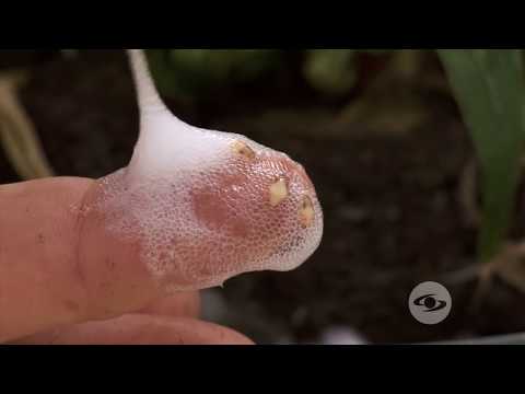 Video: ¿Qué comen dos salivazos rayados?