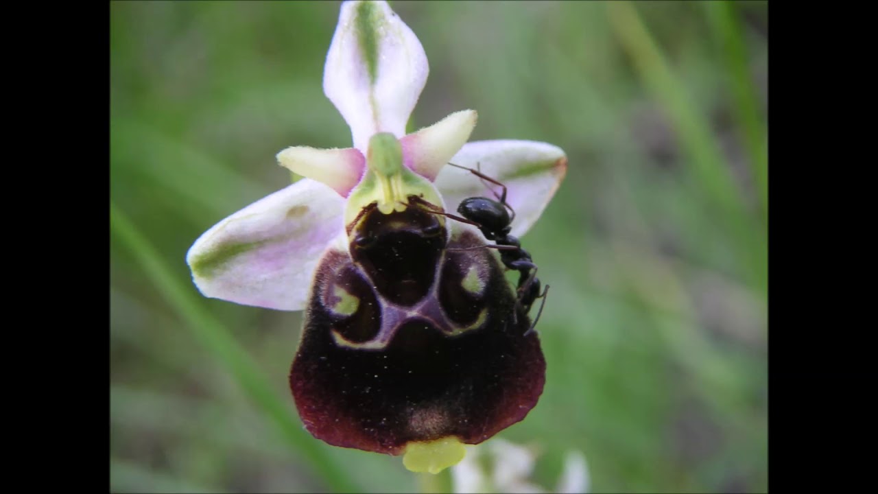 Worry & Gaier-  Hummel Ragwurz