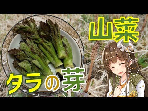 【山菜】タラの芽を採って天ぷらにします！【女性VTuber】