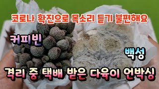 코로나 확진으로 격리 중 받은 다육이 언박싱 #다육식물 #다육이 #다육이키우기