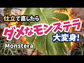 ダサいモンステラを仕立て直したら大変身！ #観葉植物 #plants #モンステラ #houseplants #monstera 