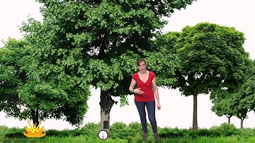 KEZAKO: Can we produce energy with trees?