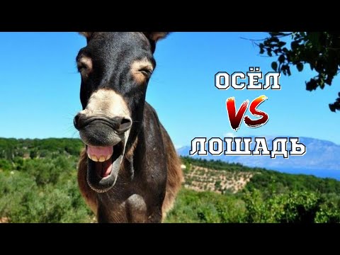 Почему лошади не могут заменить осликов?