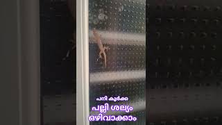 പല്ലി ശല്യം ഒഴിവാക്കാം #panikoorka #viralclips #lifeinformation #motivationalspeech #lifestyle