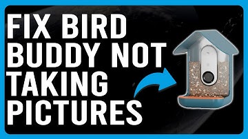 How To Fix Bird Buddy Not Taking Pictures (Why Bird Buddy Is Not Taking Pictures & How To Solve It!)