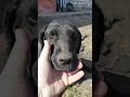 Собака бабака лабра джеси. жарко было подшатала жара ее немного...