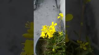 Download Lagu Mustard flower.#Shorts MP3