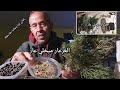 بخري بالعرعار ميخلي عار ينحي العين والعكوسات 0034623355145 mp3