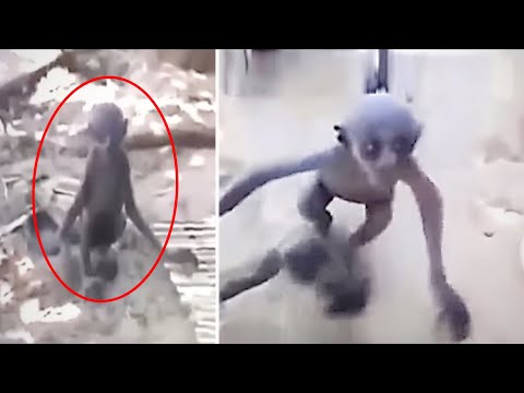 Most Disturbing Creatures Ever Caught on Trail Cam #2