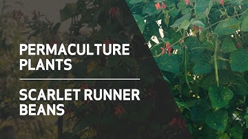 Permaculture Plants // Scarlet Runner Beans