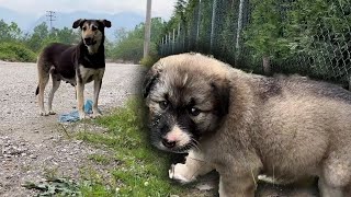 Mom dog managed to move her puppy to a safe place.