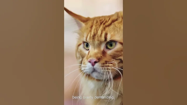 Video 11370991: maine coon cat breed, mainecoon catlover, gentle giant cat