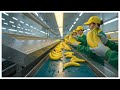 Inside Banana Factory 🍌 From Farm to Pack (Full Process Revealed!)